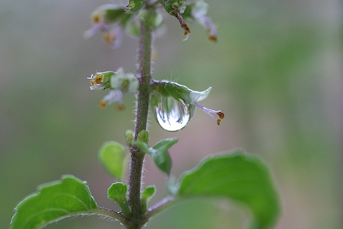 Holy Basil – The Wonder Herb from the East