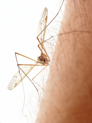 Vitamin B1, Plants and Vodka May Be Your Best Mosquito Repellants