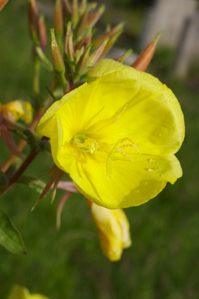 Evening Primrose Oil Might Be Your Best Solution for Essential Fatty Acids