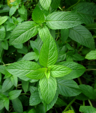 WOMEN’S HEALTH: Peppermint — Enjoy a Ten-Thousand-Year-Old Tradition with Your Mom on Mother’s Day!